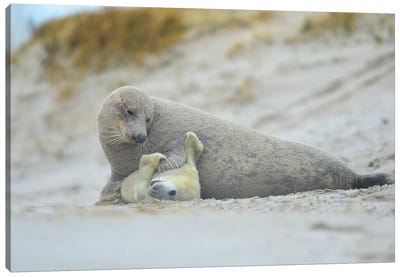 Grey Seals - Motherlove Canvas Art Print - Seal Art