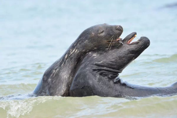 Elmar Weiss: Grey Seals In Love by Elmar Weiss