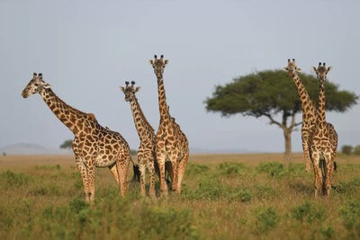 Group Of Giraffes by Elmar Weiss framed canvas print