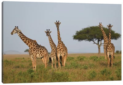 Group Of Giraffes Canvas Art Print - Elmar Weiss