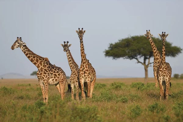 Elmar Weiss: Group Of Giraffes by Elmar Weiss