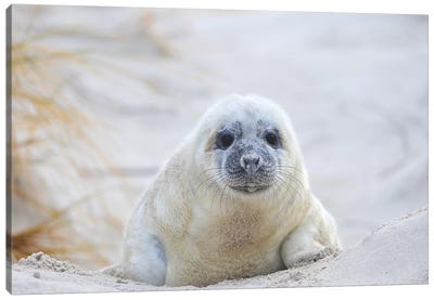 Grey Seal Baby Canvas Art Print - Seal Art