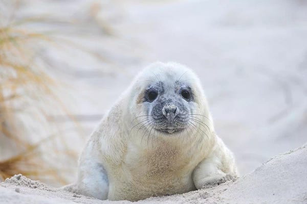 Seals & Sea Lions: Grey Seal Baby by Elmar Weiss