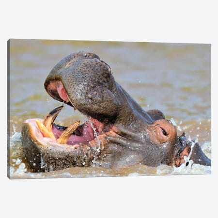 Hippo - Close Up And Personal Canvas Print #ELM259} by Elmar Weiss Art Print