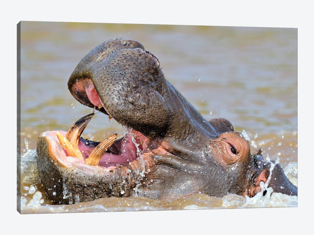 Hippo - Close Up And Personal by Elmar Weiss 1-piece Canvas Art Print