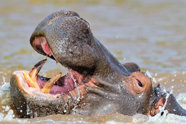 Hippopotamuses: Hippo - Close Up And Personal by Elmar Weiss