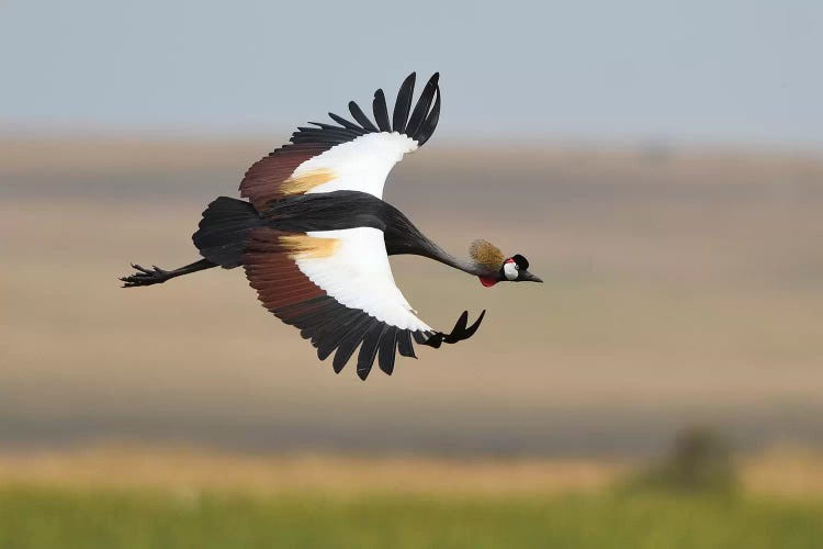 Crown Crane