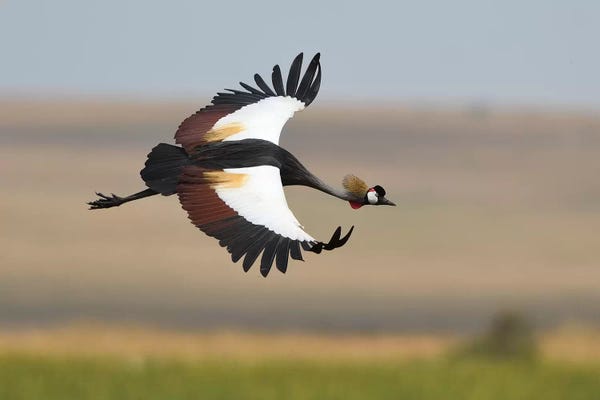 Elmar Weiss: Crown Crane by Elmar Weiss
