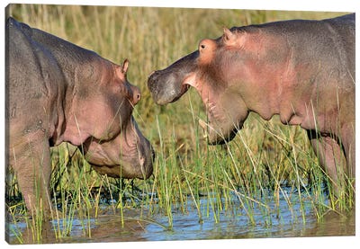Hippo Conservation Canvas Art Print - Hippopotamus Art