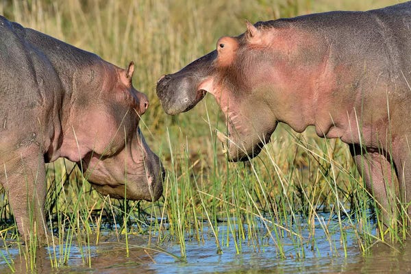 Elmar Weiss: Hippo Conservation by Elmar Weiss