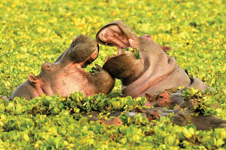 Hippos In Love by Elmar Weiss wall art