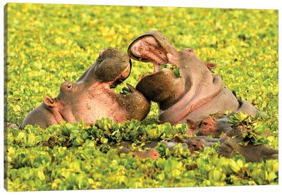 Hippos In Love Canvas Art Print - Elmar Weiss