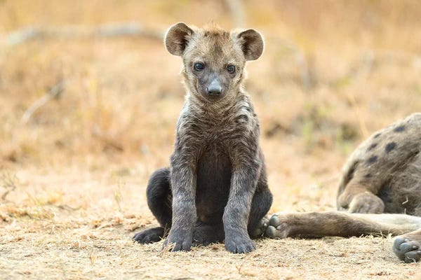 Elmar Weiss: Hyaena Cub by Elmar Weiss