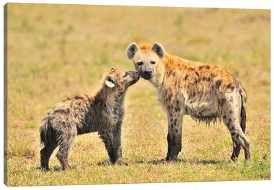 Hyaena Mom And Pup Canvas Art Print