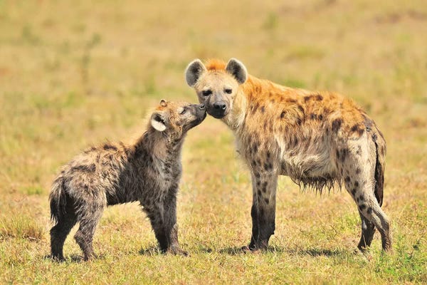 Hyenas: Hyaena Mom And Pup by Elmar Weiss