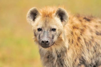Hyaena Portrait by Elmar Weiss art print