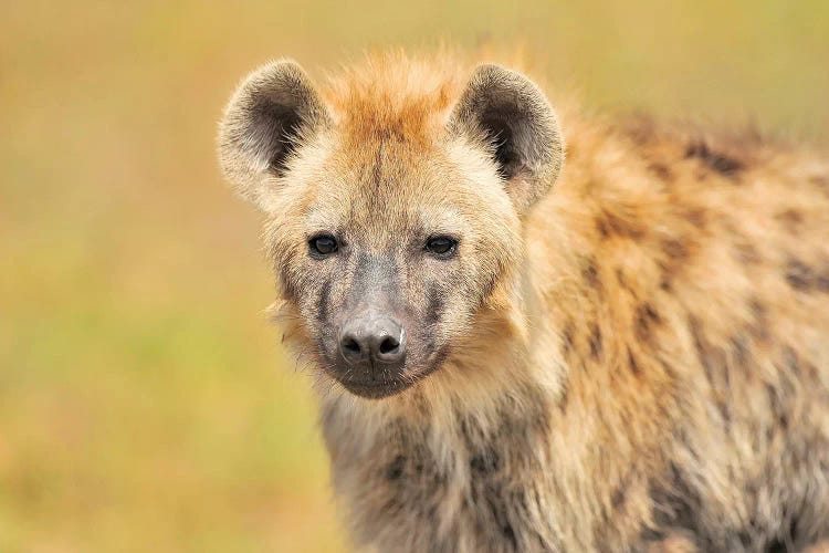 Hyaena Portrait