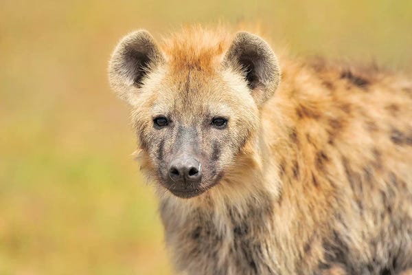 Hyenas: Hyaena Portrait by Elmar Weiss