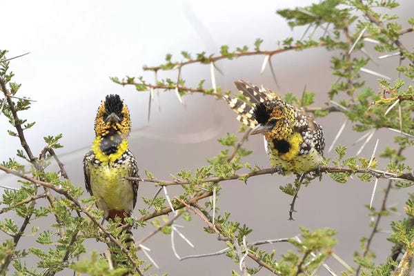 Elmar Weiss: D´Arnaud´s Barbets by Elmar Weiss
