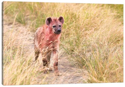 Hyena After Eating On A Kill Canvas Art Print - Elmar Weiss