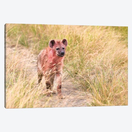 Hyena After Eating On A Kill Canvas Print #ELM270} by Elmar Weiss Canvas Art Print
