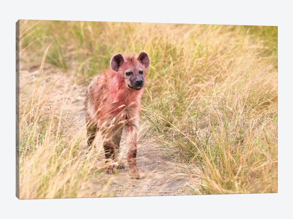 Hyena After Eating On A Kill by Elmar Weiss 1-piece Canvas Artwork