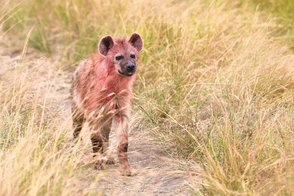 Elmar Weiss: Hyena After Eating On A Kill by Elmar Weiss