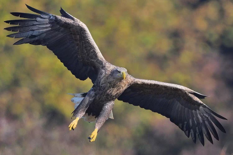 Incomming White-Tailed Eagle