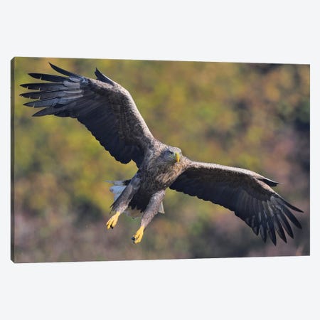 Incomming White-Tailed Eagle Canvas Print #ELM273} by Elmar Weiss Canvas Art Print
