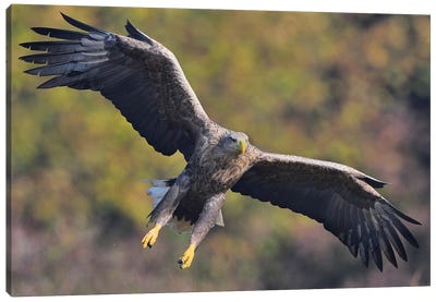 Incomming White-Tailed Eagle Canvas Art Print - Elmar Weiss