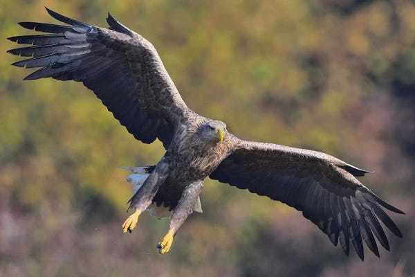 Elmar Weiss: Incomming White-Tailed Eagle by Elmar Weiss