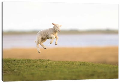 Jumping Lamb I Canvas Art Print - Photogenic Animals