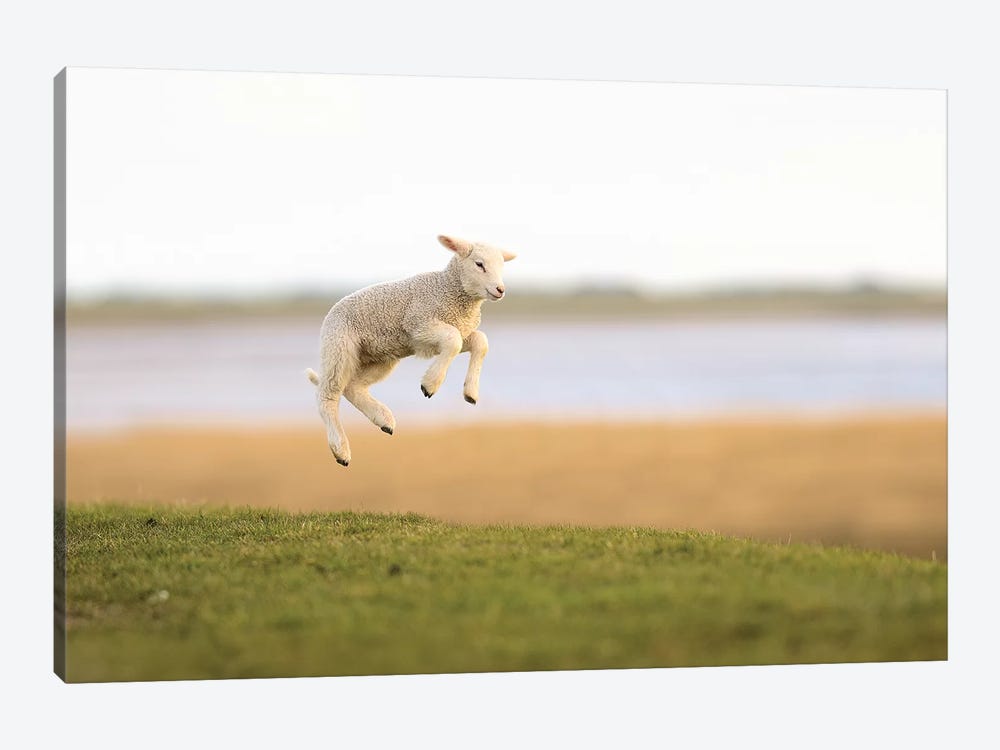 Jumping Lamb I by Elmar Weiss 1-piece Art Print