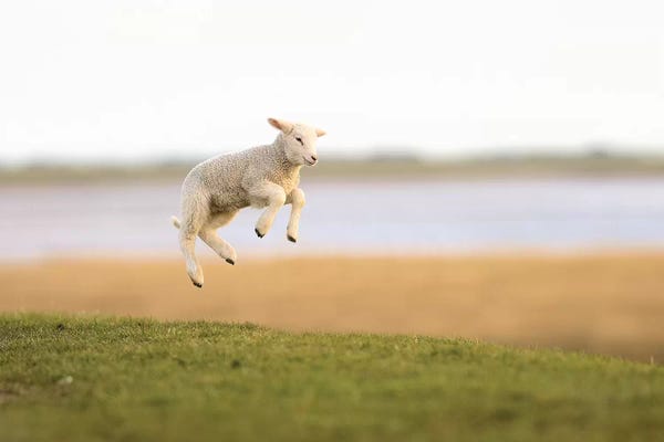 Photogenic Animals: Jumping Lamb I by Elmar Weiss