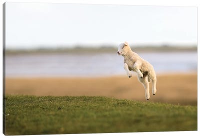 Jumping Lamb II Canvas Art Print - Sheep Art
