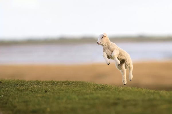 Jumping Lamb II