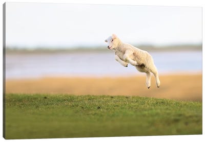 Jumping Lamb III Canvas Art Print - Elmar Weiss