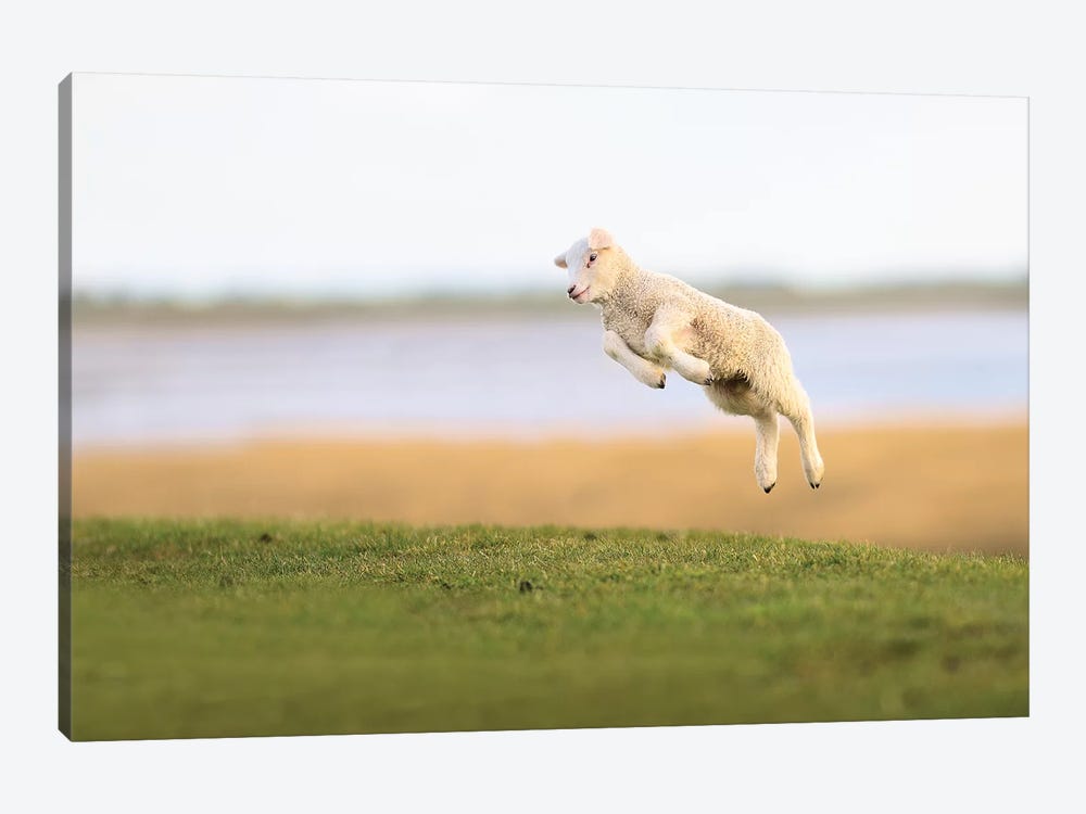 Jumping Lamb III by Elmar Weiss 1-piece Canvas Art Print