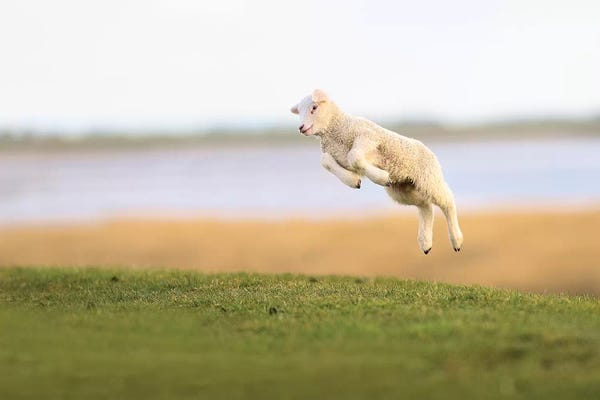 Elmar Weiss: Jumping Lamb III by Elmar Weiss