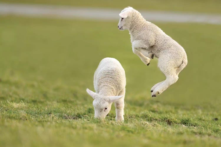 Jumping Lamb IV