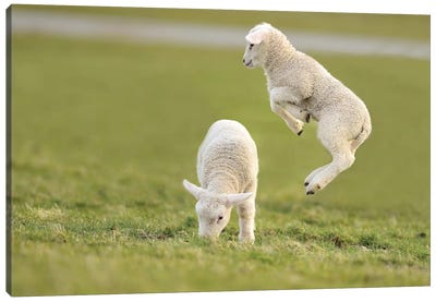 Jumping Lamb IV Canvas Art Print - Photogenic Animals