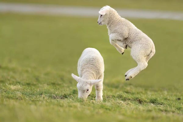 Photogenic Animals: Jumping Lamb IV by Elmar Weiss