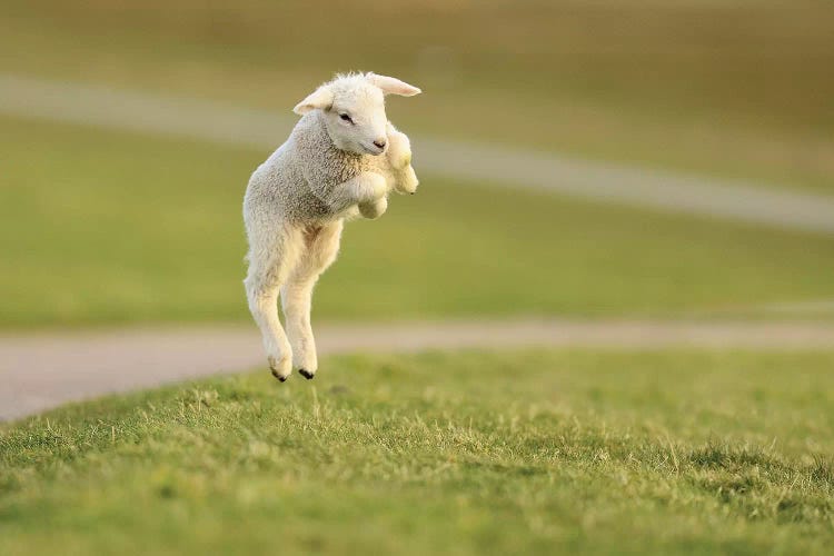 Jumping Lamb VIII