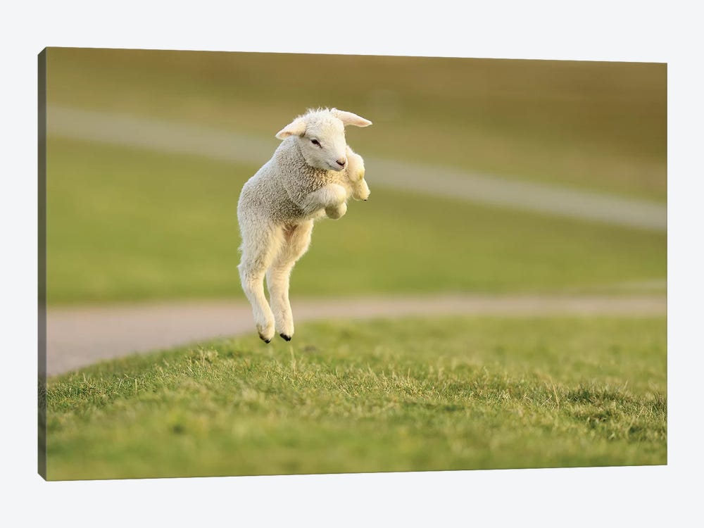 Jumping Lamb VIII by Elmar Weiss 1-piece Art Print