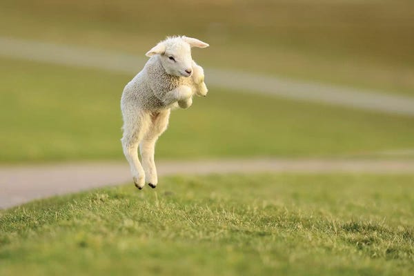 Elmar Weiss: Jumping Lamb VIII by Elmar Weiss