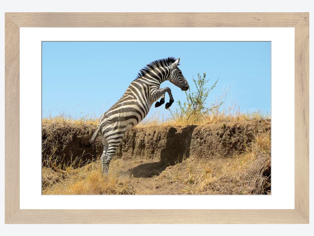Jumping Zebra Canvas Wall iCanvas | Art Weiss by Elmar