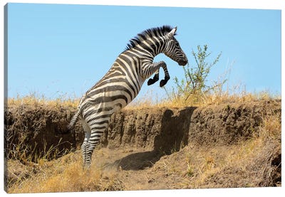 Jumping Zebra Canvas Art Print - Action Shot Photography