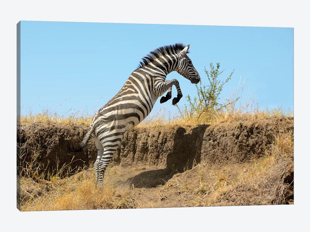 Jumping Zebra by Elmar Weiss 1-piece Canvas Art Print