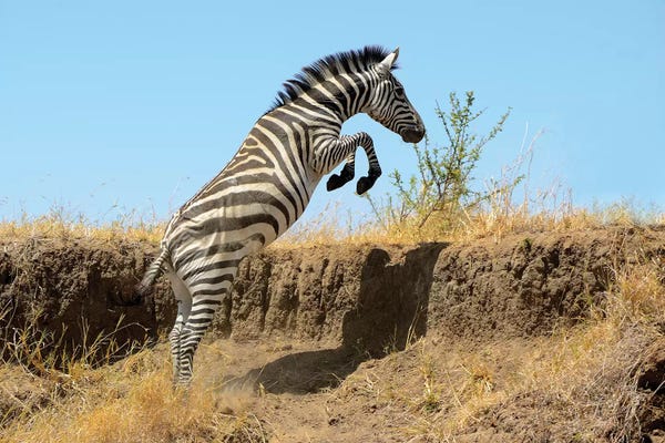 Elmar Weiss: Jumping Zebra by Elmar Weiss