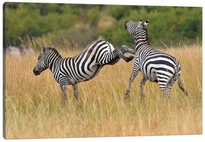 Kicking Zebra Canvas Art Print - Elmar Weiss